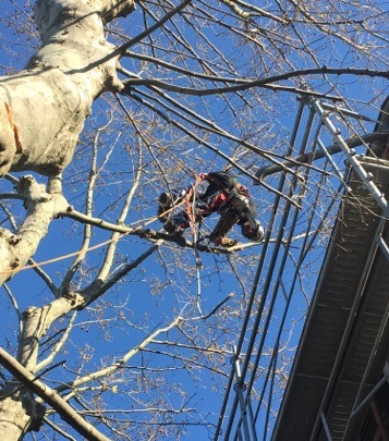 Abattage d'arbres difficiles Lorgues